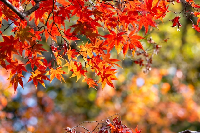 紅葉