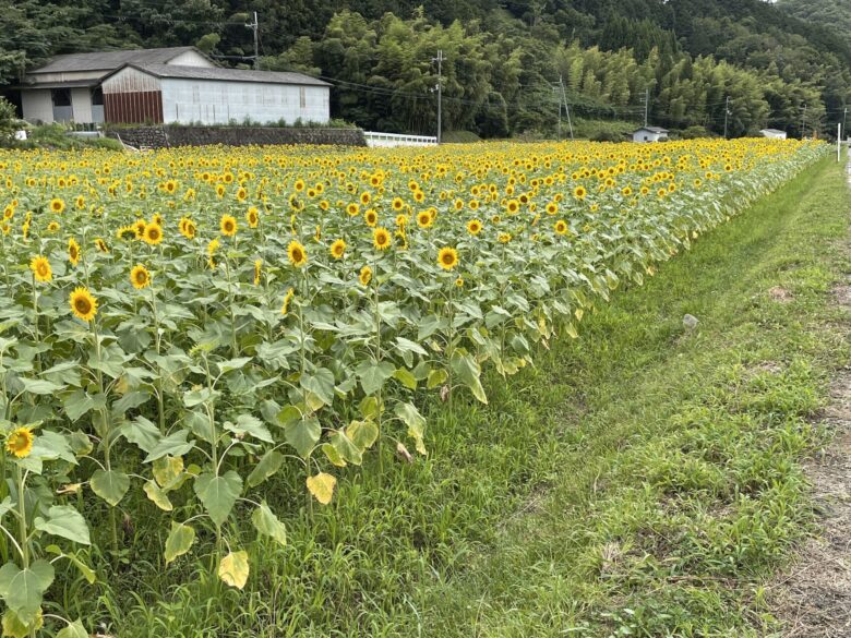 ひまわり畑