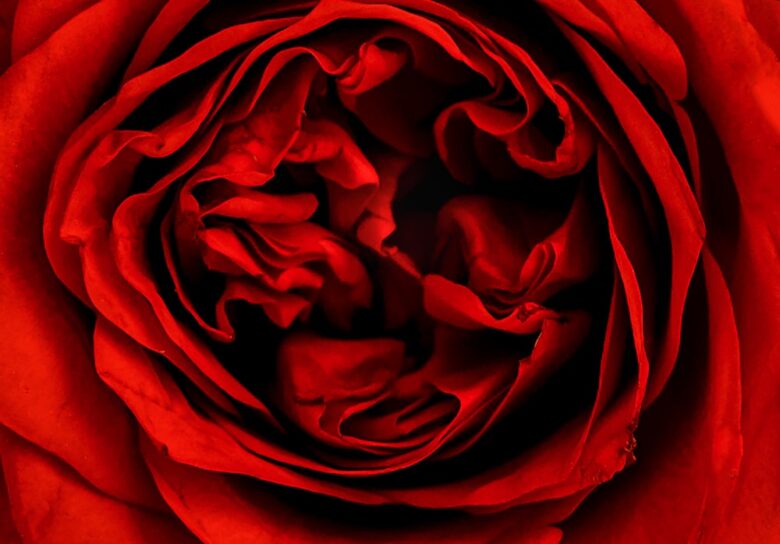 赤いバラの花のクローズアップ